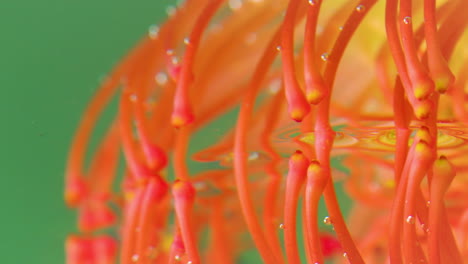 primer plano de una flor de protea rey con reflejos de agua y burbujas