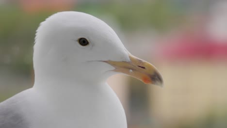 the head of a seagull in close-up.