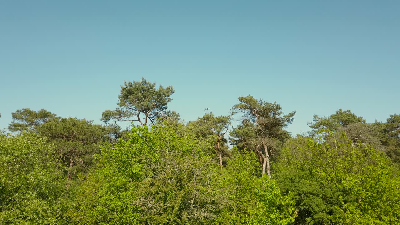 Prachtig landschap in het bos op een zonnige lentedag met blauwe lucht op de achtergrond
