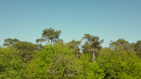 Hermoso-Paisaje-En-El-Bosque-En-Primavera-De-Día-Soleado-Con-Cielo-Azul-En-El-Fondo