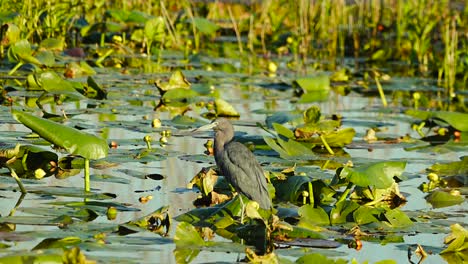 Blaureiher-Auf-Der-Jagd-Im-Powell-Creek-Preserve