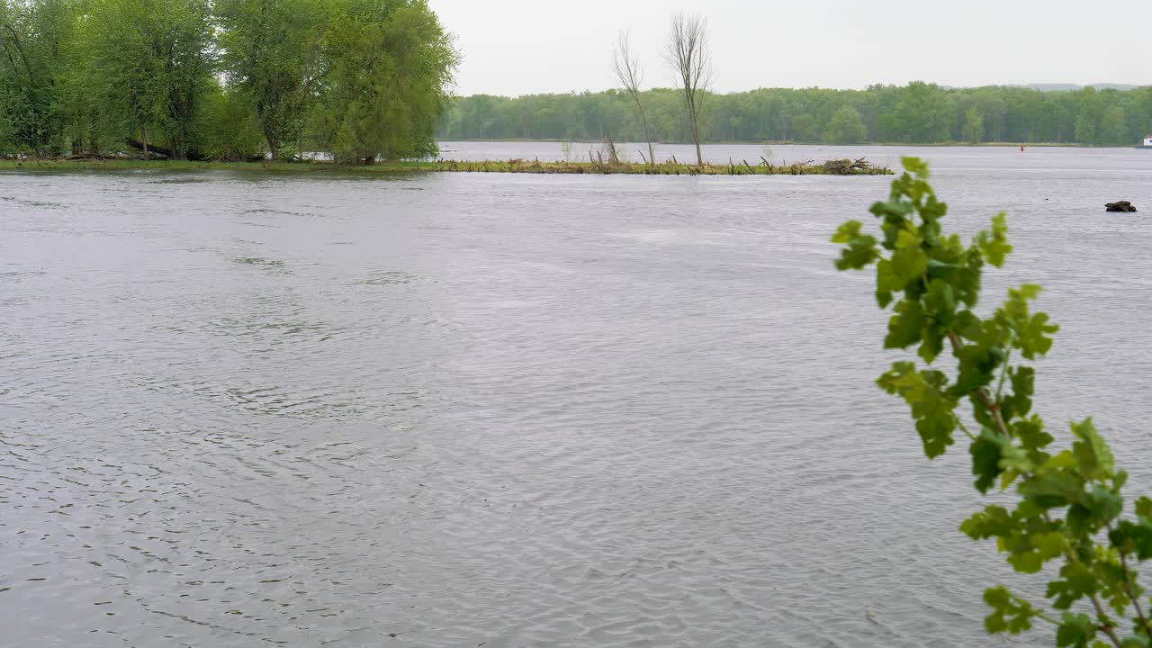 Trægren der blafrer i vinden med en strømmende flod i baggrunden på en overskyet dag