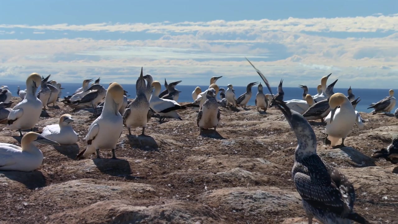 Store havfugle med Australasiatiske suler (Morus serrator) ved Cape Kidnappers i Hawke's Bay, New Zealand. Panorering.