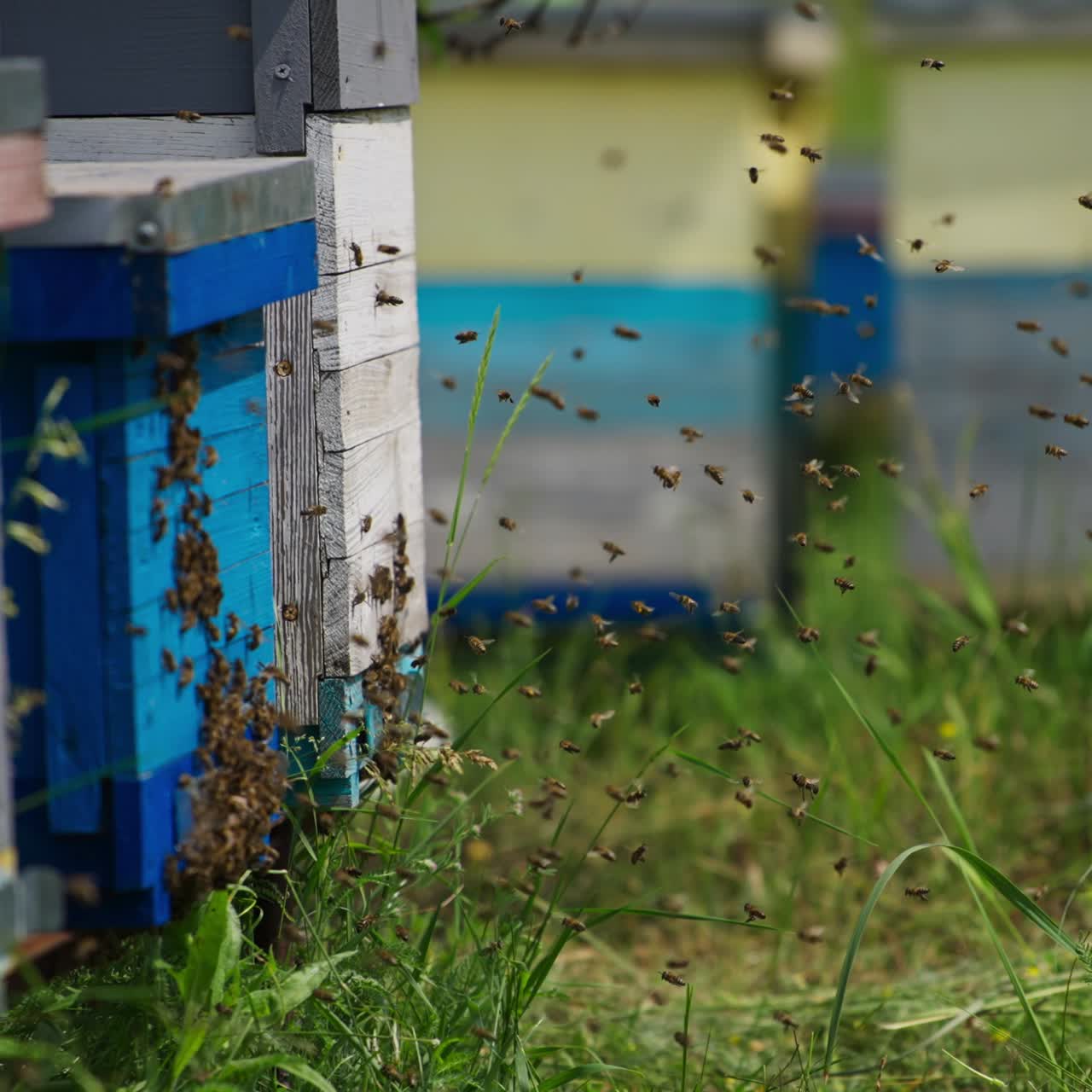 Industrious bees flying to their bee houses bringing nectar. Organic bee farm with wooden hives in summer season