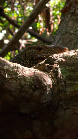 lagarto en la rama del árbol