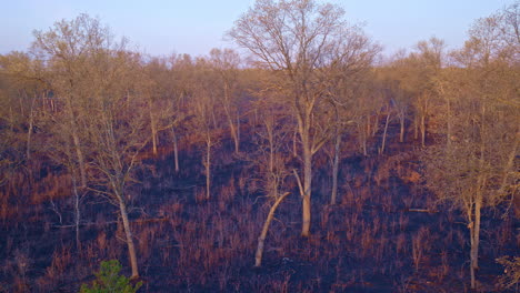 overhead drone shot of a vast, fire-damaged forest area.