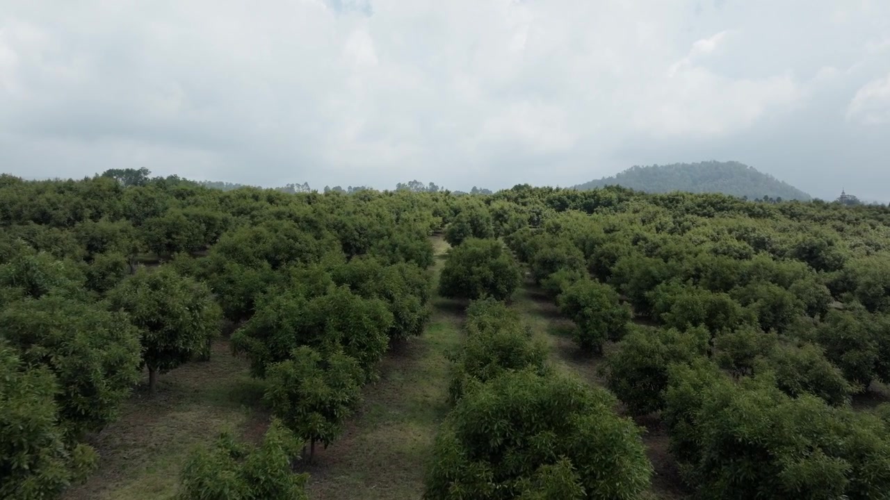 Dense avocado grove with tall trees and layered greenery covering hillside terrain, aerial drone overview