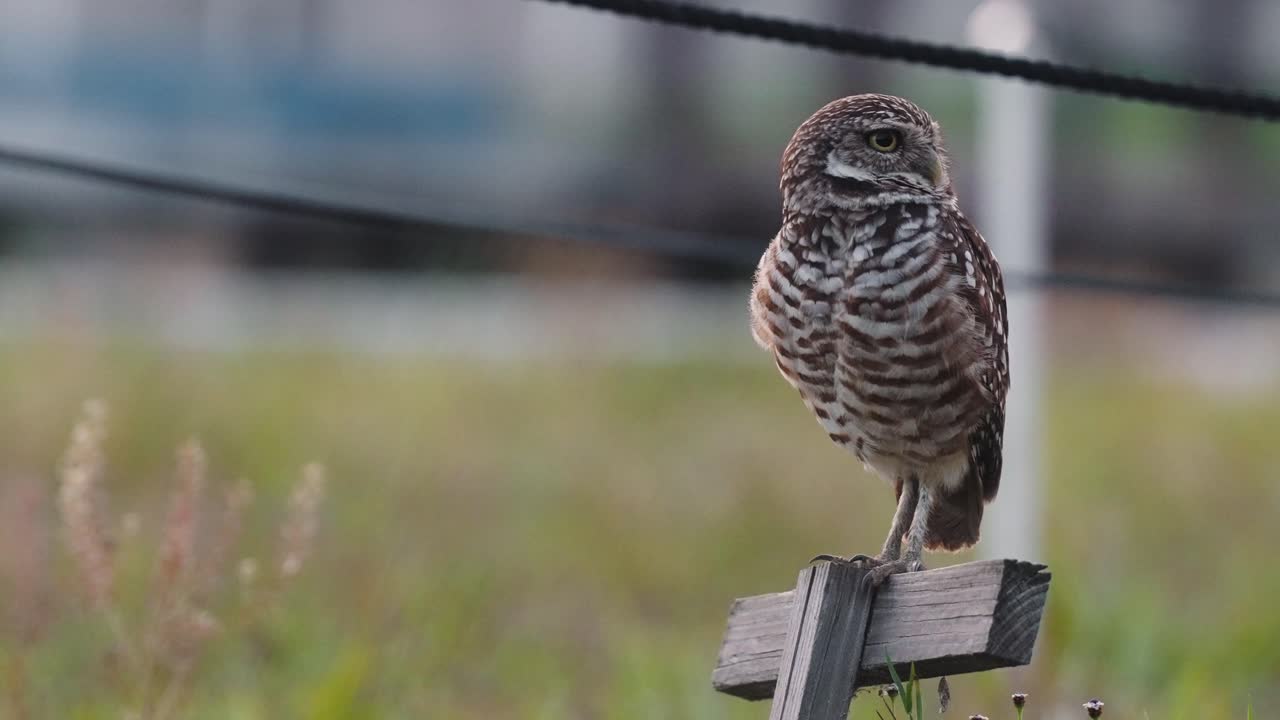 Burrowing Owls on Marco Island in Florida sitting on pole in protected nesting area at sunset golden hour (Slow Motion 4k60p)