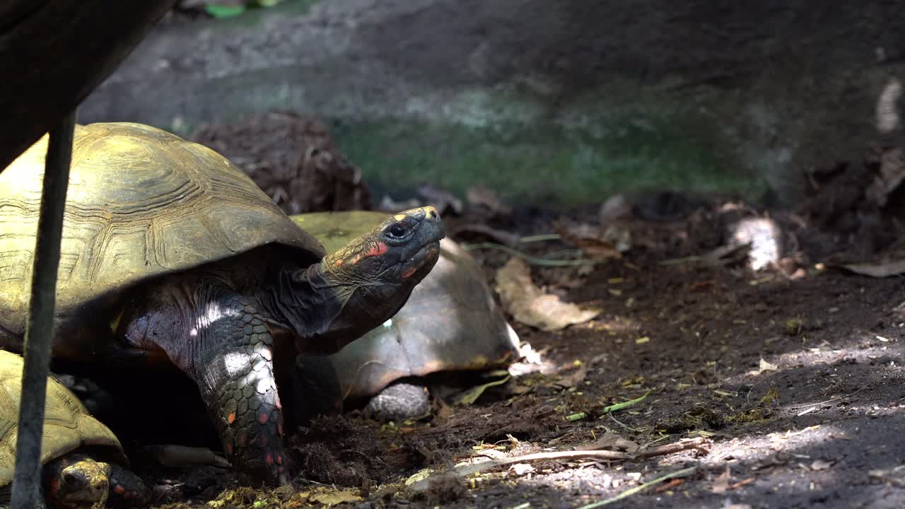 Red-footed tortoises sitting motionless in dappled sunlight before blinking eye