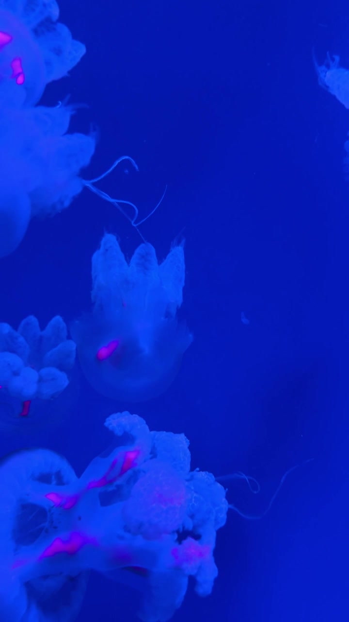 Meduse traslucide che fluttuano nella luce blu di un acquario. Molteplici organismi luminosi con accenti rosa che si muovono in acqua cobalto profonda