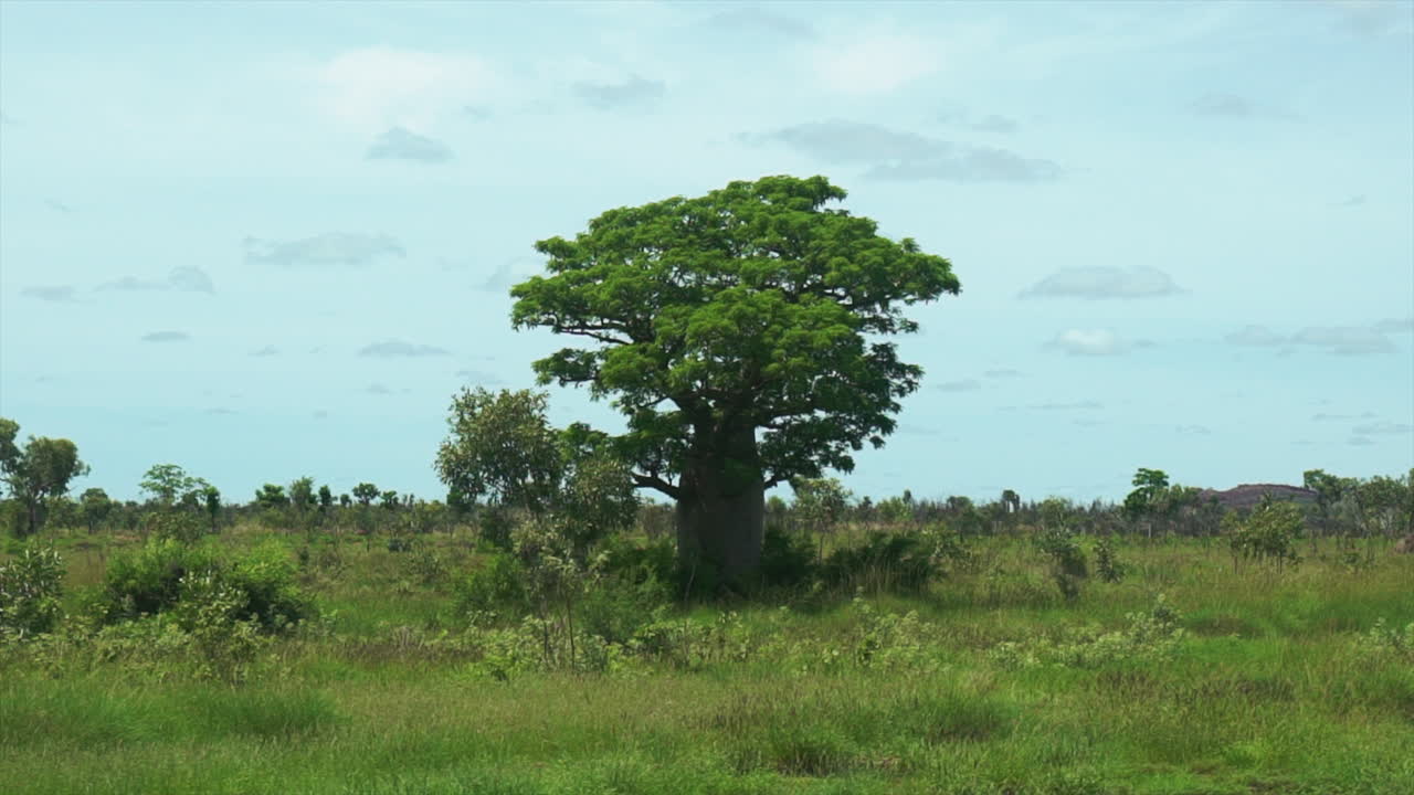 보아브 나무 로마 발린, 버리 푸르누루, 아웃백 부시, 오스트레일리아, 웨스턴 오스, 녹색, 습한, 비가 오는 계절, 북부 영토, 자루 아래 멀리 떨어진 곳, 다윈, 은 바위, 원주민의 땅, 부드러운