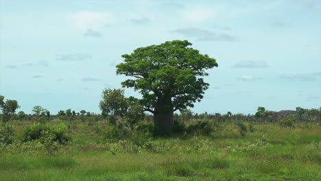 Boab-árbol-Looma-Camballin-Kimberley-Purnululu-Interior-Arbusto-Australia-Wa-Occidental-Aus-Verde-Mojado-Temporada-De-Lluvias-Territorio-Del-Norte-Colinas-Lejanas-Debajo-Broome-Darwin-Rocas-Rojas-Tierra-Aborigen-Suave-Sartén