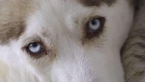 siberian husky looking at the camera with blue eyes