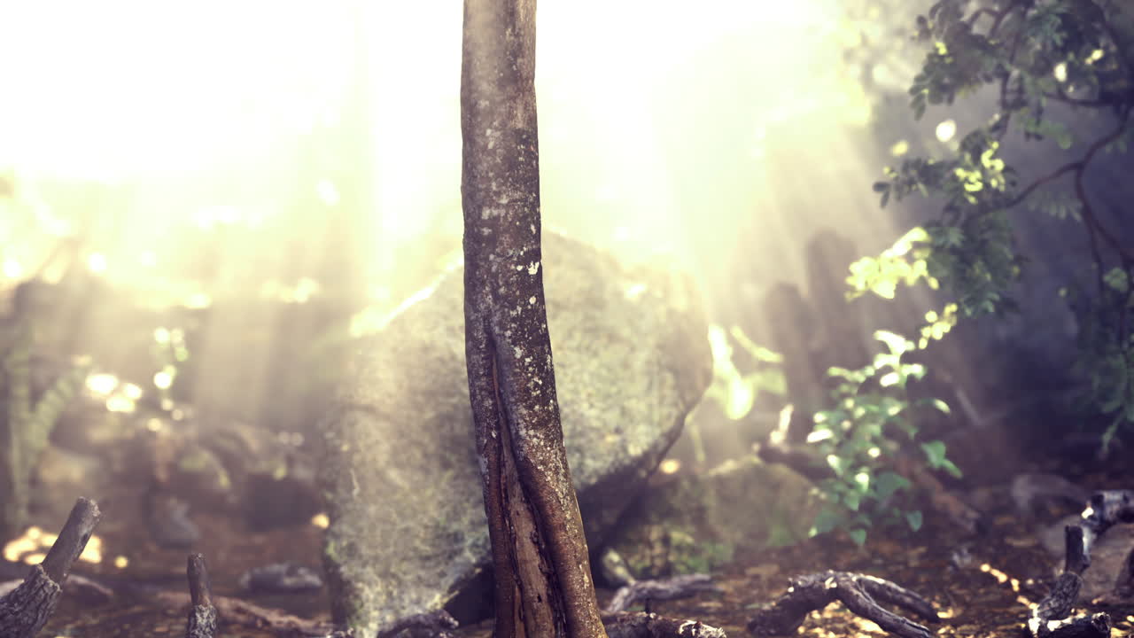 Sunlight filtering through trees in a tranquil forest setting