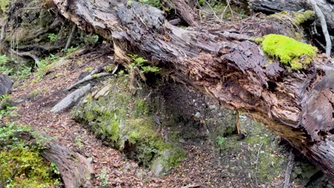 steady camera glides past moss-covered log, revealing lush forest floor and textured bark details