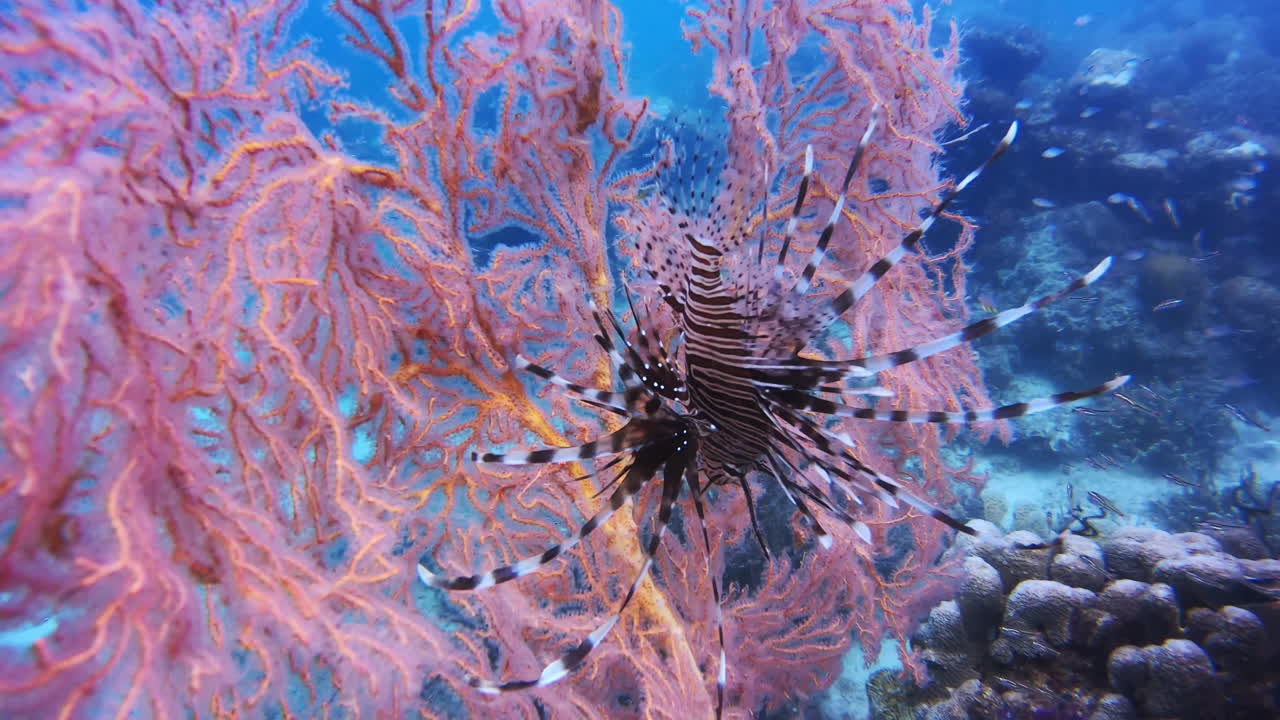 특이하면서도 매혹적입니다.