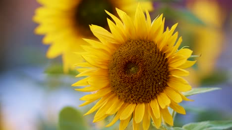 Sunflower-blossoms-in-close-up-evening-golden-hour-light