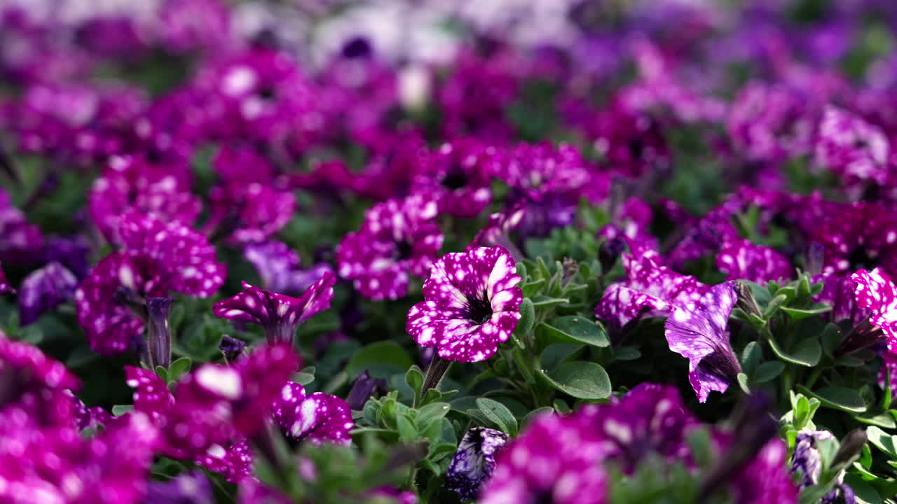 Vibrant close up of spotted purple petunias in a breezy day