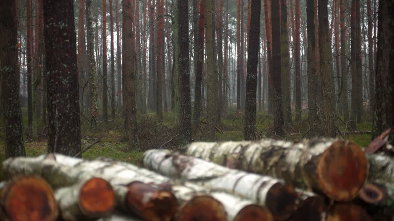 pilas de troncos de árboles en el parque nacional de kampinos en una mañana brumosa en el centro-este de polonia
