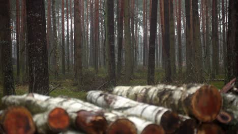 Stapel-Von-Baumstämmen-Im-Kampinos-Nationalpark-An-Einem-Nebligen-Morgen-In-Ost-Zentralpolen