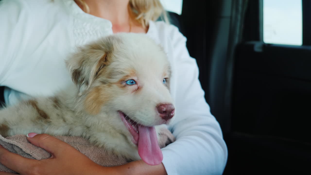 팔에 귀여운 강아지를 안고 있는 여자가 자동차 조수석에 탄다