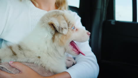 A-Woman-With-A-Cute-Puppy-In-Her-Arms-Rides-In-The-Passenger-Seat-Of-A-Car