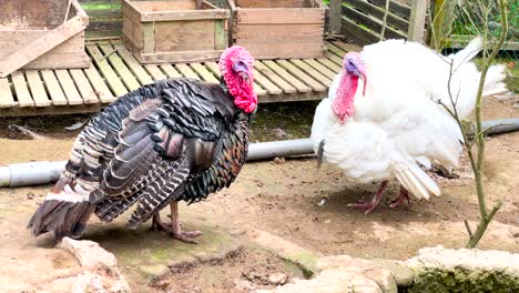 male and female turkey in a poultry farm