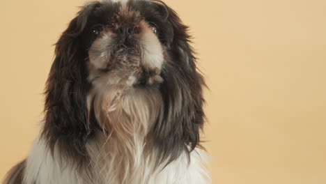 Curiously-and-impatiently-sniffing,-licking-euphorically-Shih-Tzu-dog---close-up-portrait-shot