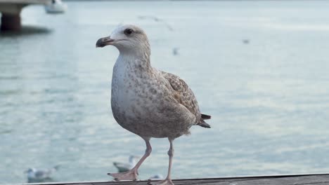 european herring gull staring at the pier