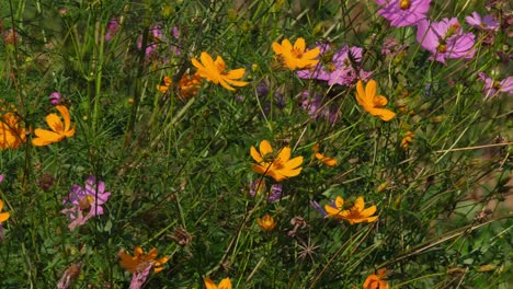 cosmos rosa y naranja o flores de asteraceae moviéndose con el viento durante un día soleado en khao yai, tailandia