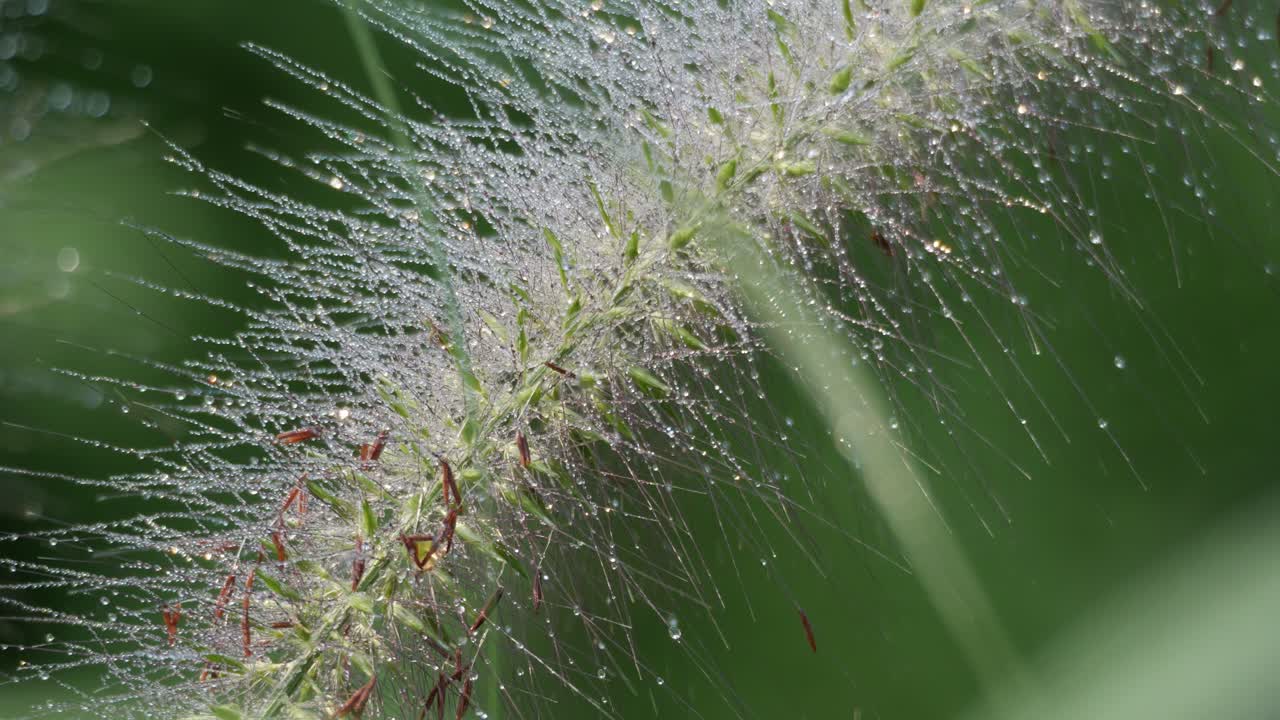 Close-up of Dew-Covered Grass