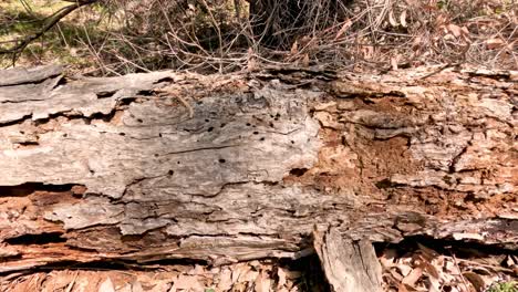 time-lapse of a log decomposing in forest