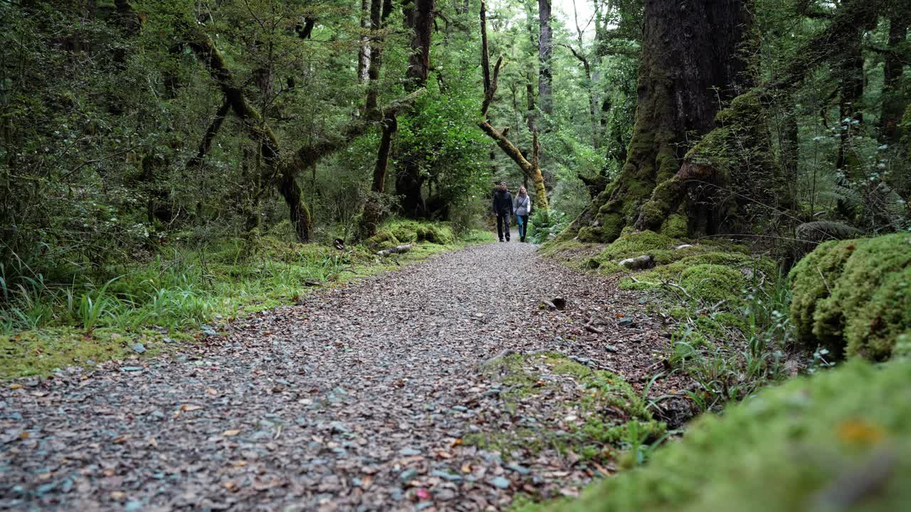 Couple hiking over a walking path in a rainforest in New Zealand in Fiordland