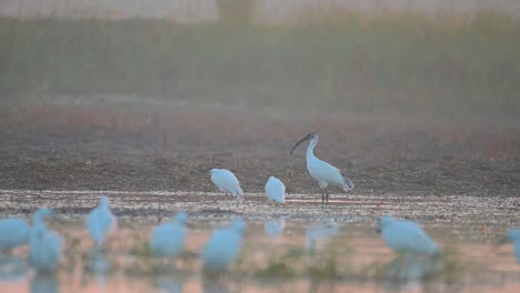 Bandada-De-Pájaros-Pescando-En-El-Estanque-En-La-Mañana-De-Invierno