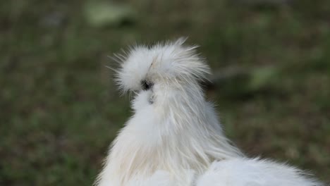 fluffy silkie chicken grooming in natural setting.