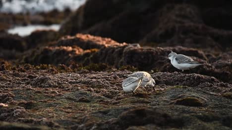 sanderlings pecking sand near sea