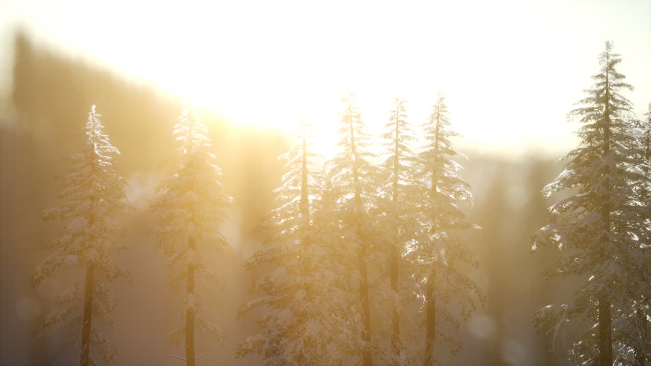 산의 숲에서 화려한 크리스마스 장면. 다채로운 겨울 해가 뜨는