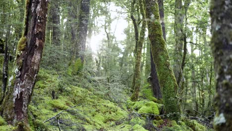 camera slowly pans through lush, moss-covered rainforest with dense trees and soft natural daylight, highlighting the vibrant green undergrowth and serene atmosphere