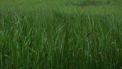 A-perennial-grass-native-to-tropical-and-subtropical-Asia-and-also-introduced-to-several-countries