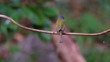 La-Cámara-Se-Aleja-Mientras-Se-Ve-A-Este-Pájaro-Desde-Su-Espalda-Posado-En-Una-Enredadera-Mirando-A-Su-Alrededor,-Papamoscas-Canario-De-Cabeza-Gris-Culicicapa-Ceylonensis,-Tailandia