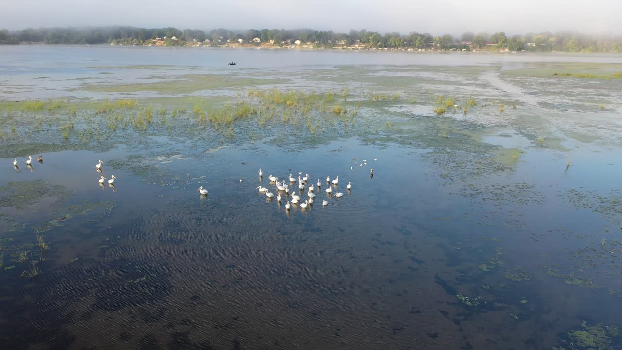pelícanos en un lago nublado de la mañana