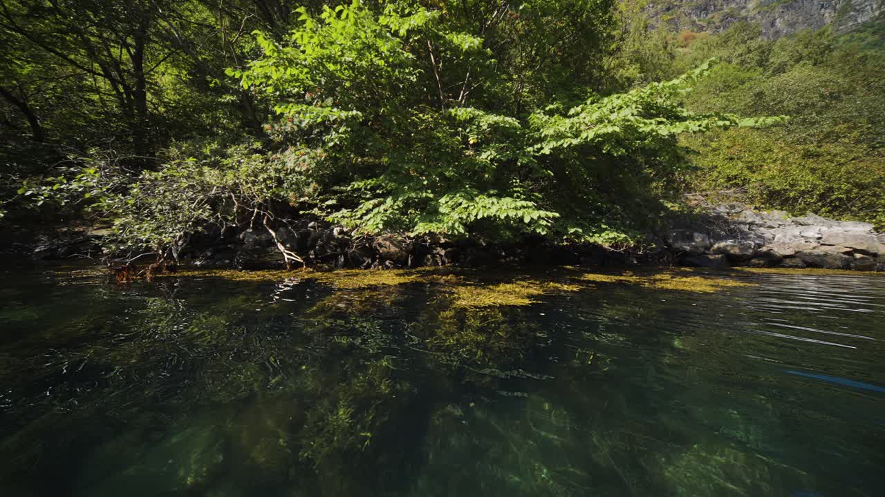 Serene Lake Shore with Lush Greenery and Clear Water