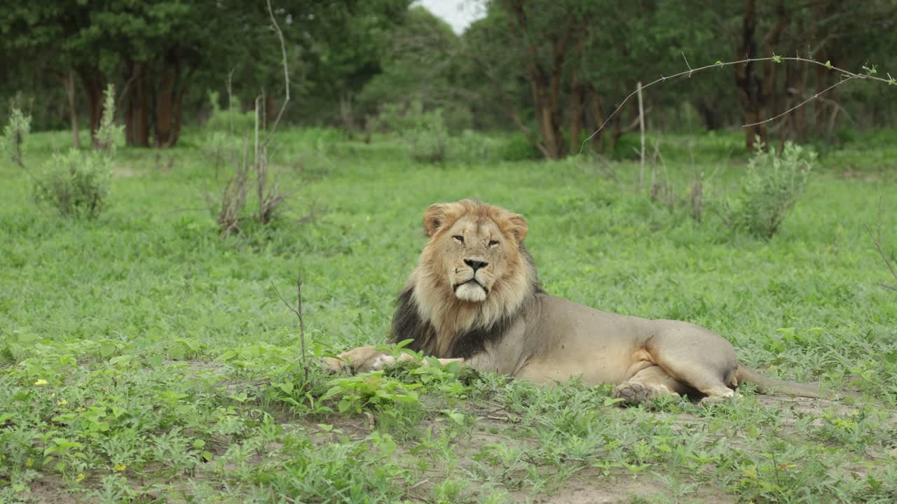 Široký záběr majestátního lva ležícího v zelené trávě, který se dívá do dálky, než otočí hlavu směrem ke kameře, Savuti Botswana