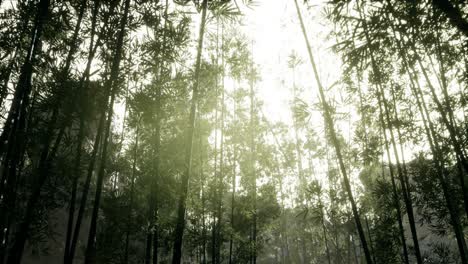 Windy-Tranquil-Arashiyama-Bamboo-Grove