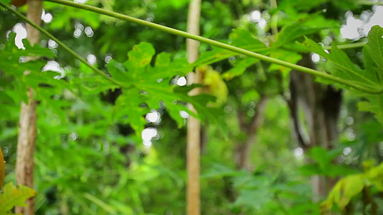 dolly shot revela que la guayaba crece en los árboles de hawai