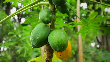 dolly shot revela que la guayaba crece en los árboles de hawai