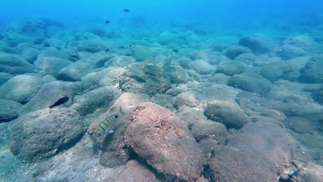 Foto-De-Un-Banco-De-Peces-Plateados-Nadando-En-El-Fondo-Del-Fondo-Marino-Rocoso