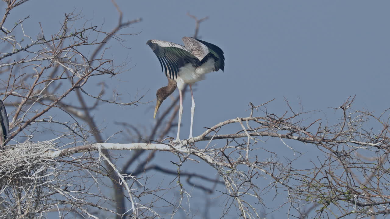 In the sunny day a juvenile painted stork sitting on the tree branch in keoladeo bird sanctuary, India.