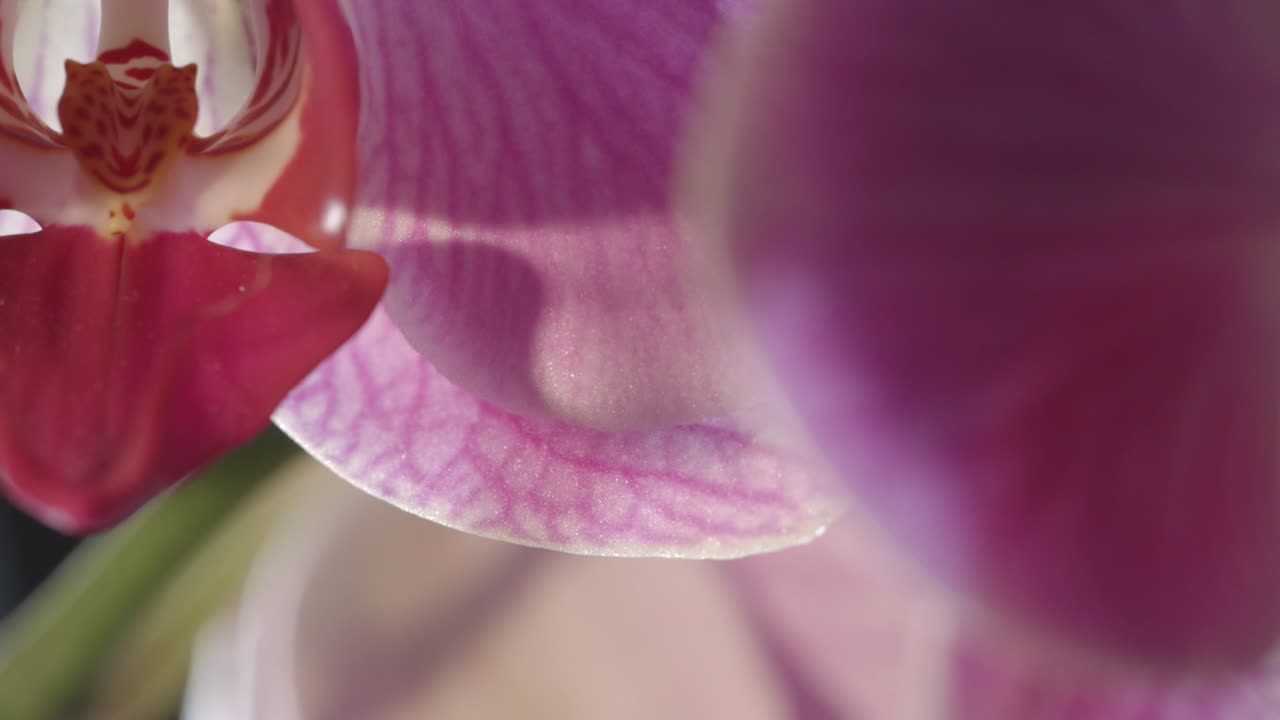 Primo piano: fiore di orchidea viola in piena fioritura sotto il sole.