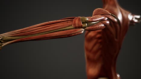 muscular system of human body animation